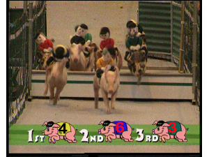 Pig Racing Race Night - And They Are All Over THe First Jump!